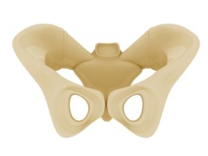 “Human Pelvis” by cooldesign