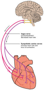 nervo vago schema