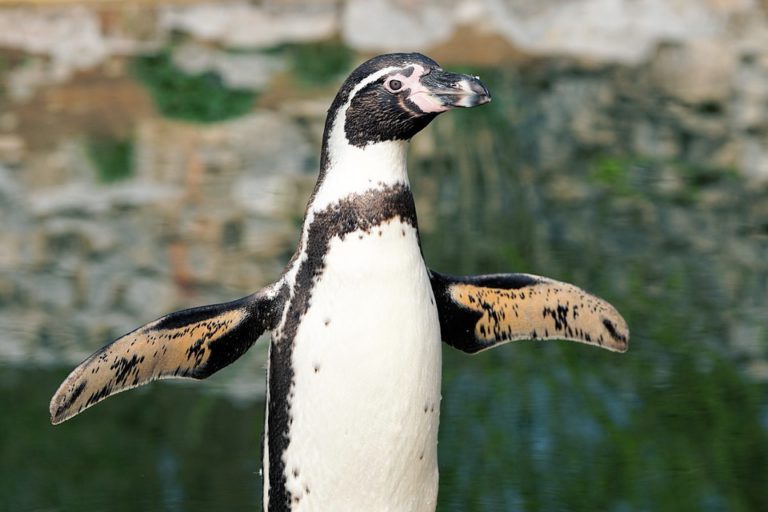 come migliorare la postura da seduti e l'esercizio del pinguino